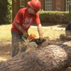 Todd’s Marietta Tree Services gallery