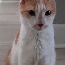 Veteran Pet Care - Pet Services