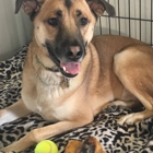 Just Fur Pets