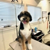 The Dog House Pet Salon - Pearland gallery