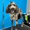 Nessy's Grooming gallery