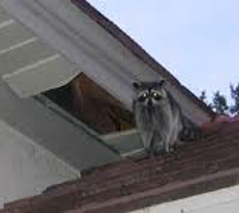 Evict A Critter - Clermont, FL. Raccoon Removal