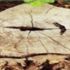 Mother Nature Tree Service gallery