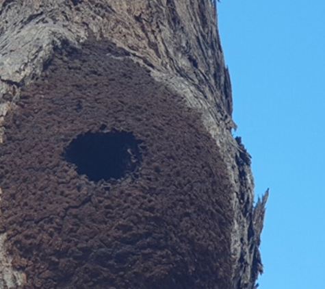 Keiran Mortimer Pest Control - Wilsonton, QLD