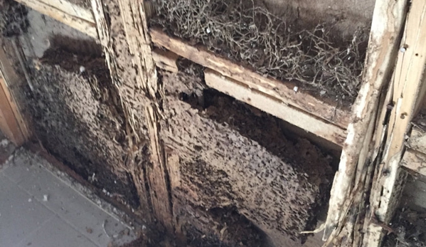 Natural Pest Control Queenslan - Bracken Ridge, QLD. Termites In Wall Cavity