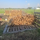 Dave's Morning Wood