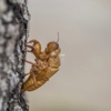 Just Termites Pest Control gallery