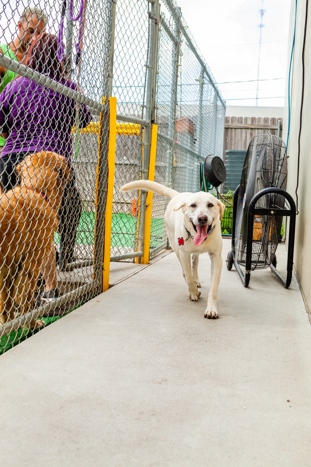 Central Bark Doggy Day Care - Metairie, LA 70001