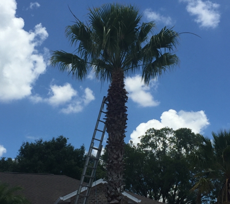 Quality tree service - Hudson, FL