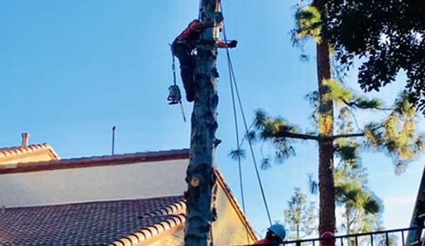 Trees'N  Things - Chatsworth, CA