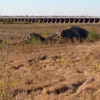 Bonnet Carre Spillway gallery