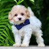 Passionate Poodles gallery