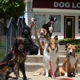 Dog Lovers Obedience School