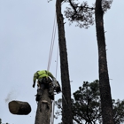 A & A Tree Care