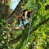 Falling Timbers Tree Service gallery