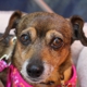 Pinole Pet Hospital