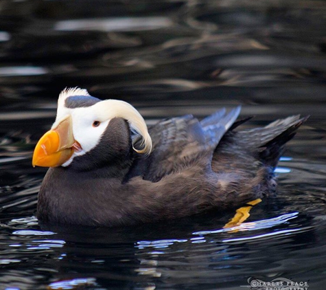 Alaska SeaLife Center - Seward, AK