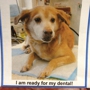 Oradell Animal Hospital