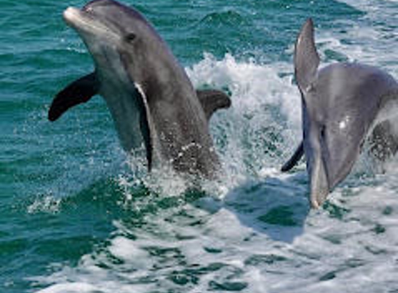 Passage Key Dolphin Tours - Bradenton Beach, FL