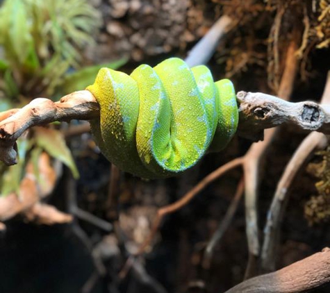 The Lily Pad - Exotic Pet Store - Fremont, NE