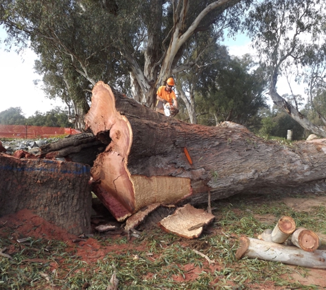 D & K Tree Surgery - Lake Albert, NSW
