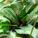 California Academy of Sciences - Public Aquariums