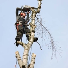 Napier Tree Service