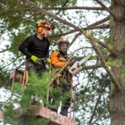 Monster Tree Service North County