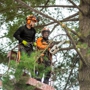 Monster Tree Service North County