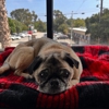 Sam's Green Paw gallery