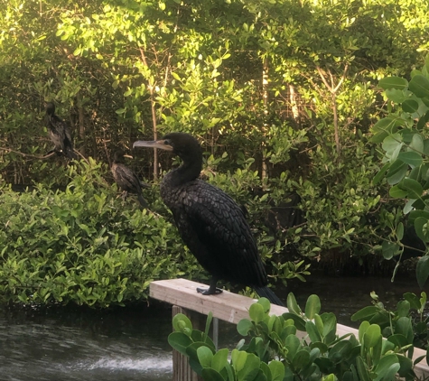 Florida Keys Wild Bird Rehabilitation Center - Tavernier, FL