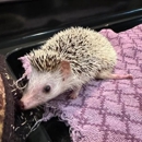 Birds & Beyond Pet Sitting and Transportation - Pet Services