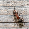 Majestic Pest Control gallery