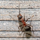 Majestic Pest Control - Pest Control Services