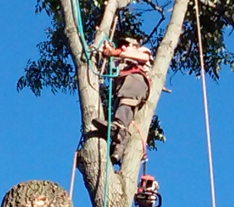 Alan's Tree Removal - West Point, KY