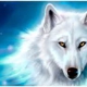 white wolf remodeling