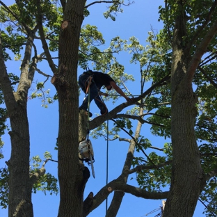 All in tree service and land clearing - Port Huron, MI