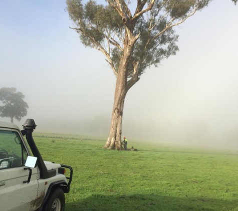 Curtis Tree Lopping Specialists