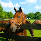 Champion Farms