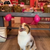 Woof Gang Bakery & Grooming Aventura gallery