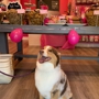 Woof Gang Bakery & Grooming Aventura