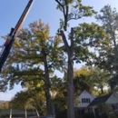 La's Quality Tree Service - Tree Service