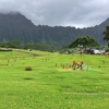 Hawaiian Memorial Park Cemetery gallery