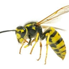 AAA Bees One