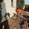 Higuera Tree Care gallery