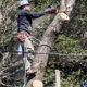 EA Tree Expert Company
