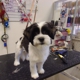 Razzle Dazzle Pet Grooming