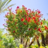Moon Valley Nursery Corporate Offices gallery