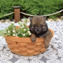 Hill Top Farm Puppies - Pet Breeders