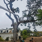 Alan Quality Tree Care